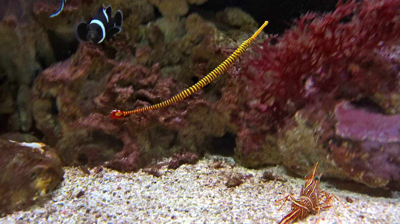 Yellow-banded pipefish