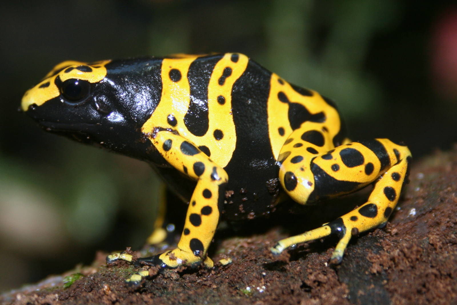 Yellow-banded poison arrow frog; London Zoo; 10th April 2011
