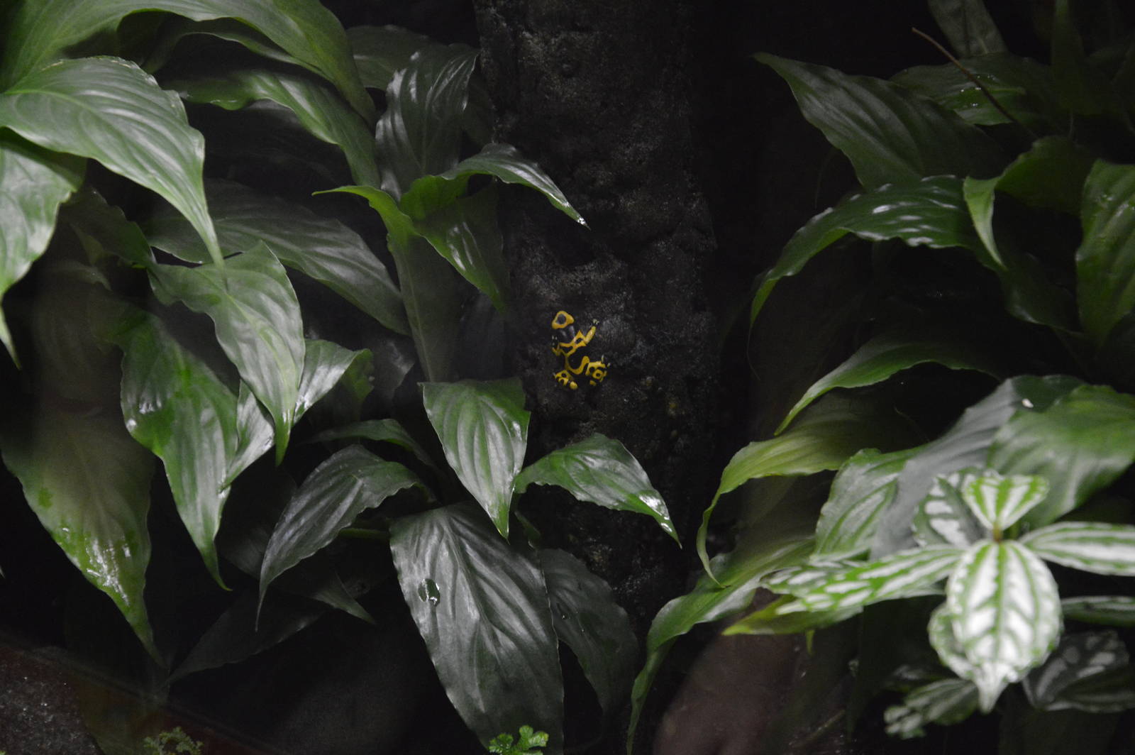 Yellow-banded Poison Dart Frog 031215