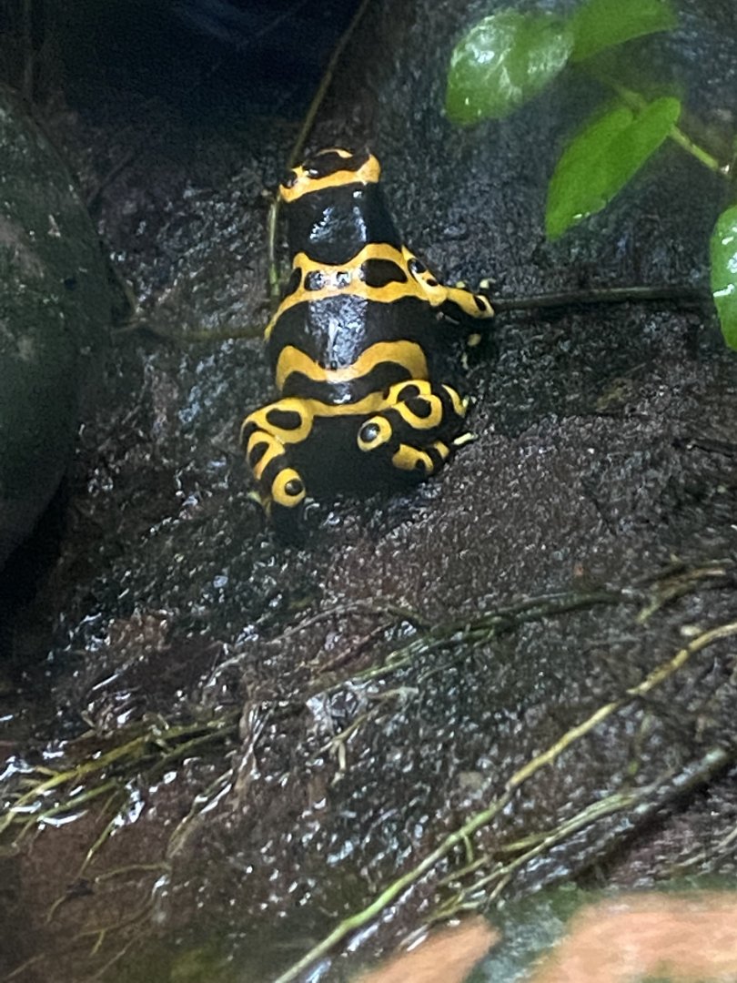 Yellow-banded poison dart frog 050120