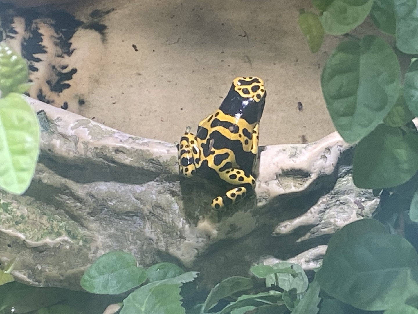 Yellow-banded poison dart frog 150523
