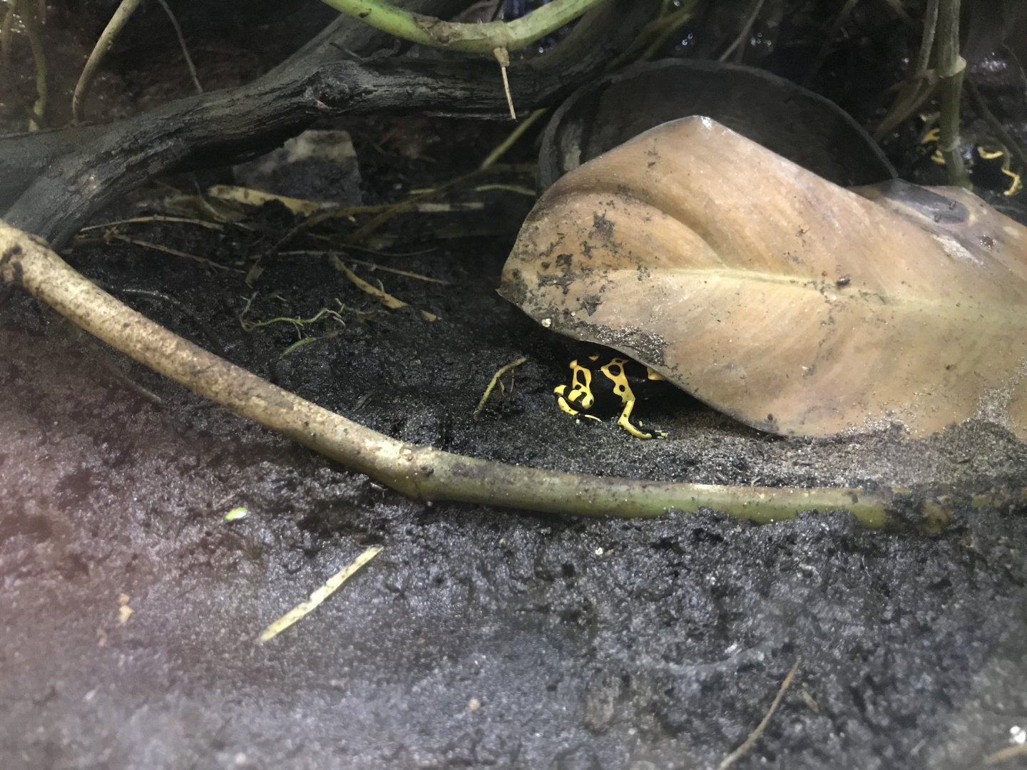 Yellow-banded poison dart frog 171018