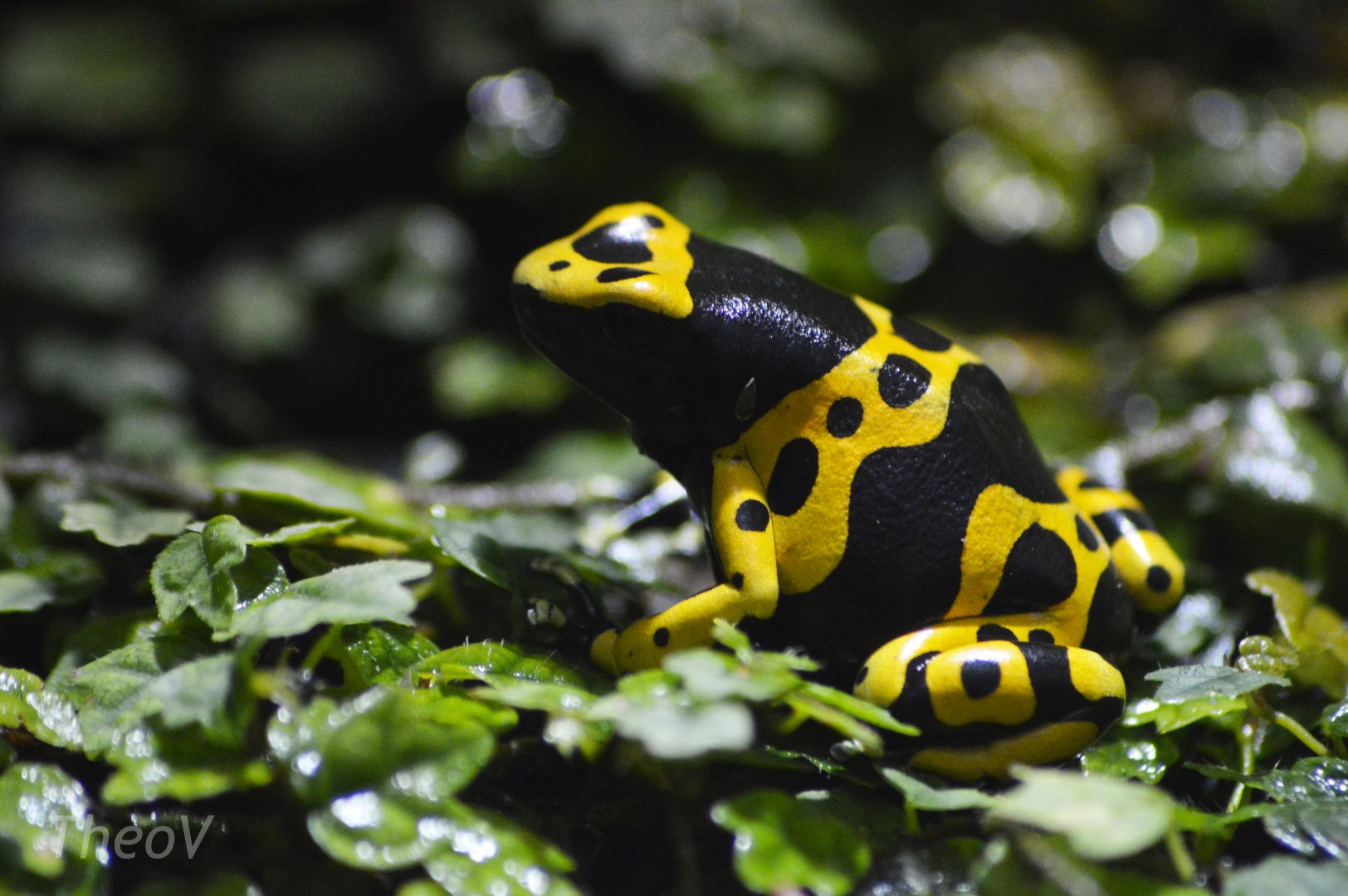 Yellow-banded poison dart frog [2018]