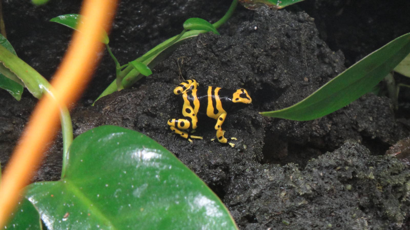 Yellow-banded poison dart frog at Bronx zoo 2014-12-29