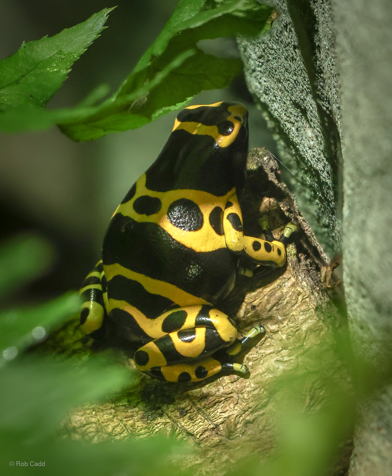Yellow-banded poison dart frog : Cotswold WP : 02 Aug 2024