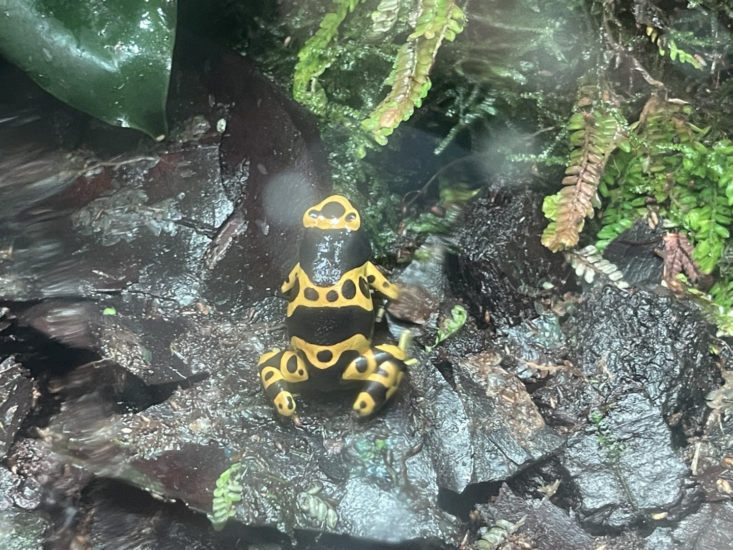 yellow-banded poison dart frog (dendrobates leucomelas) (1)