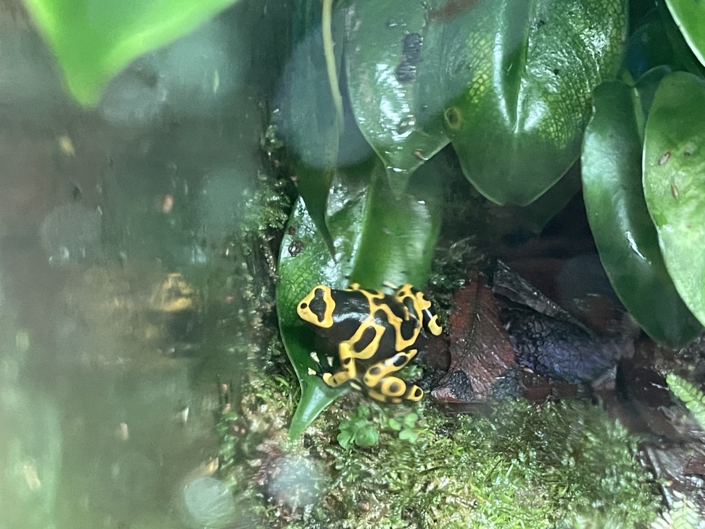 yellow-banded poison dart frog (dendrobates leucomelas) (2)
