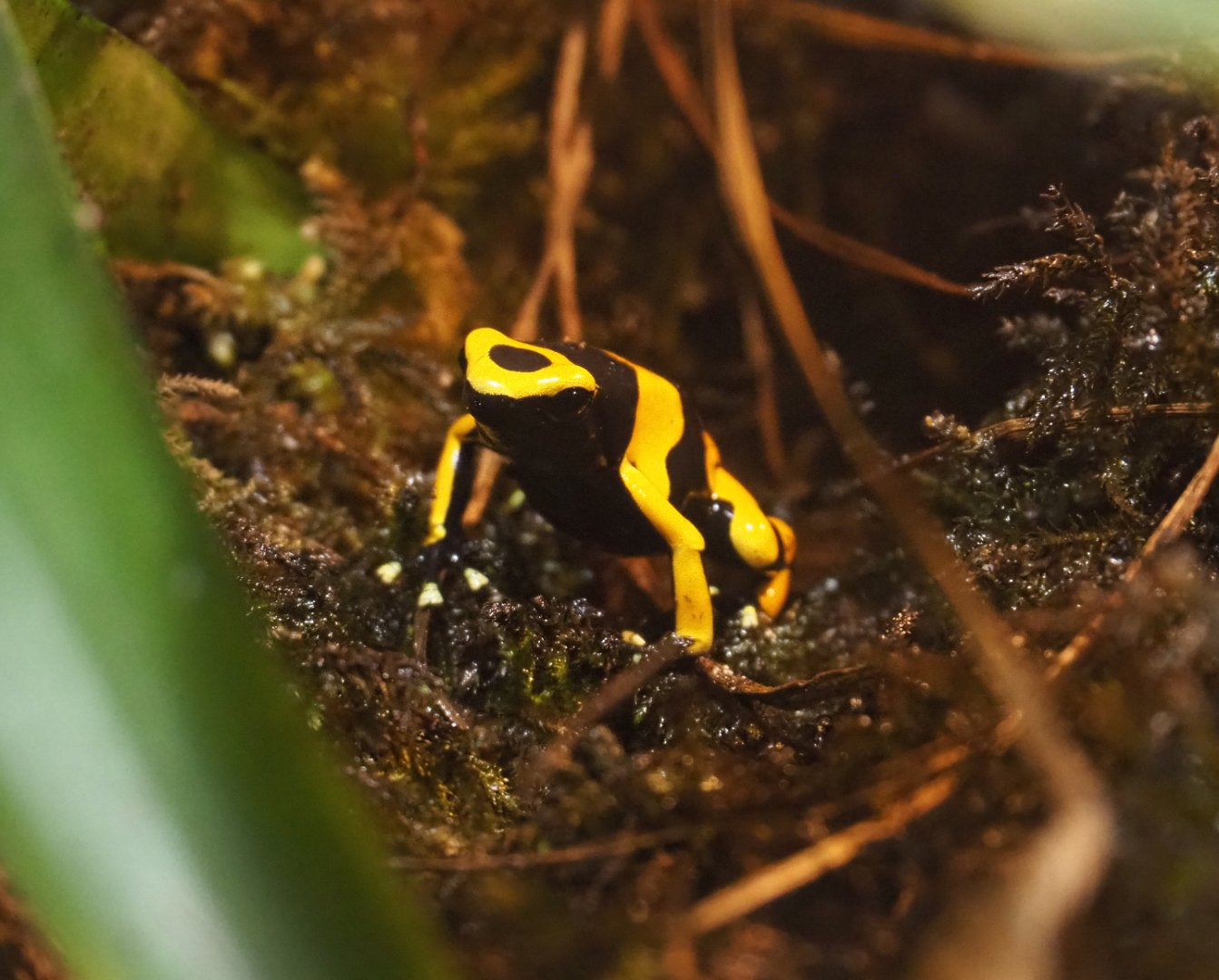 Yellow-banded poison dart frog (Dendrobates leucomelas), 2020-09-02