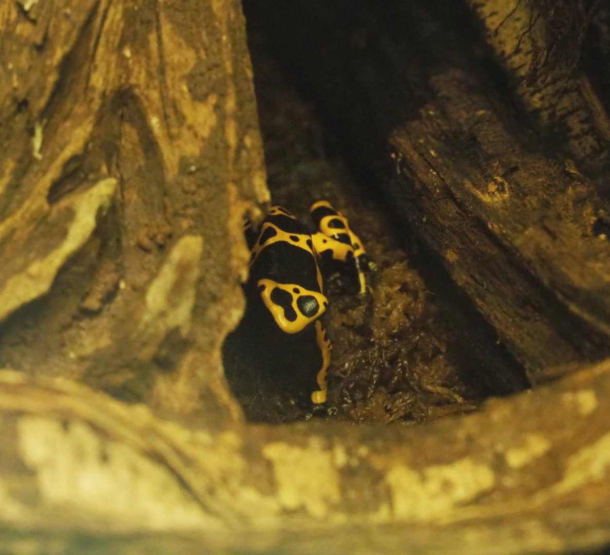 Yellow-banded poison dart frog (Dendrobates leucomelas), 2021-06-12