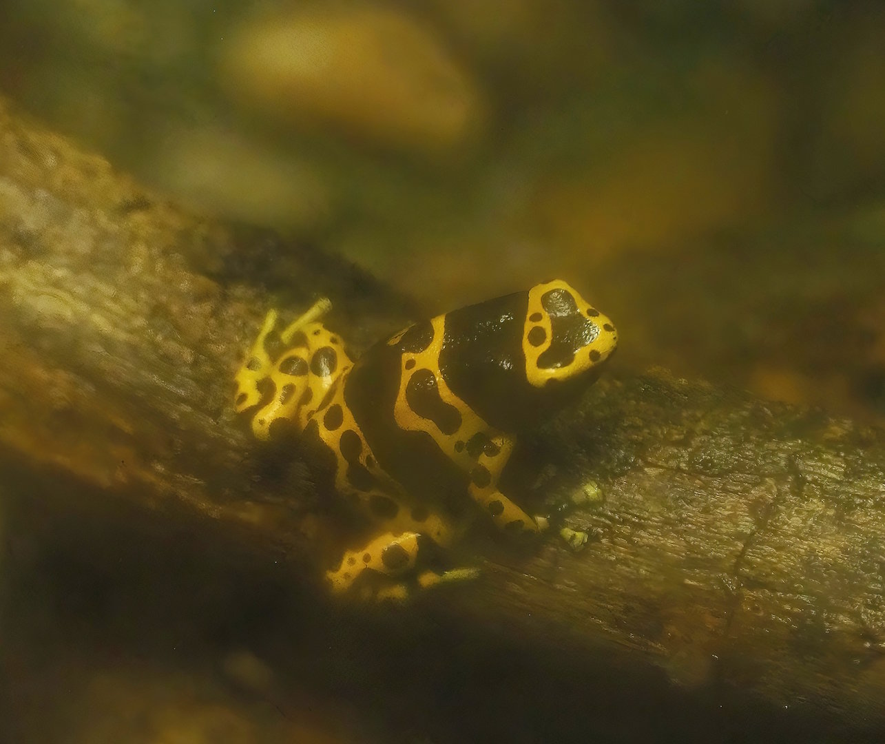 Yellow-banded poison dart frog (Dendrobates leucomelas), 2022-10-29