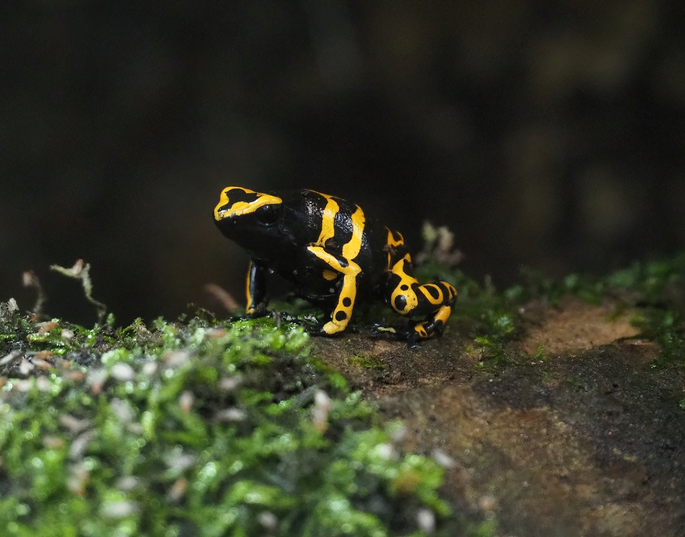 Yellow-banded poison dart frog (Dendrobates leucomelas), 2023-08-17