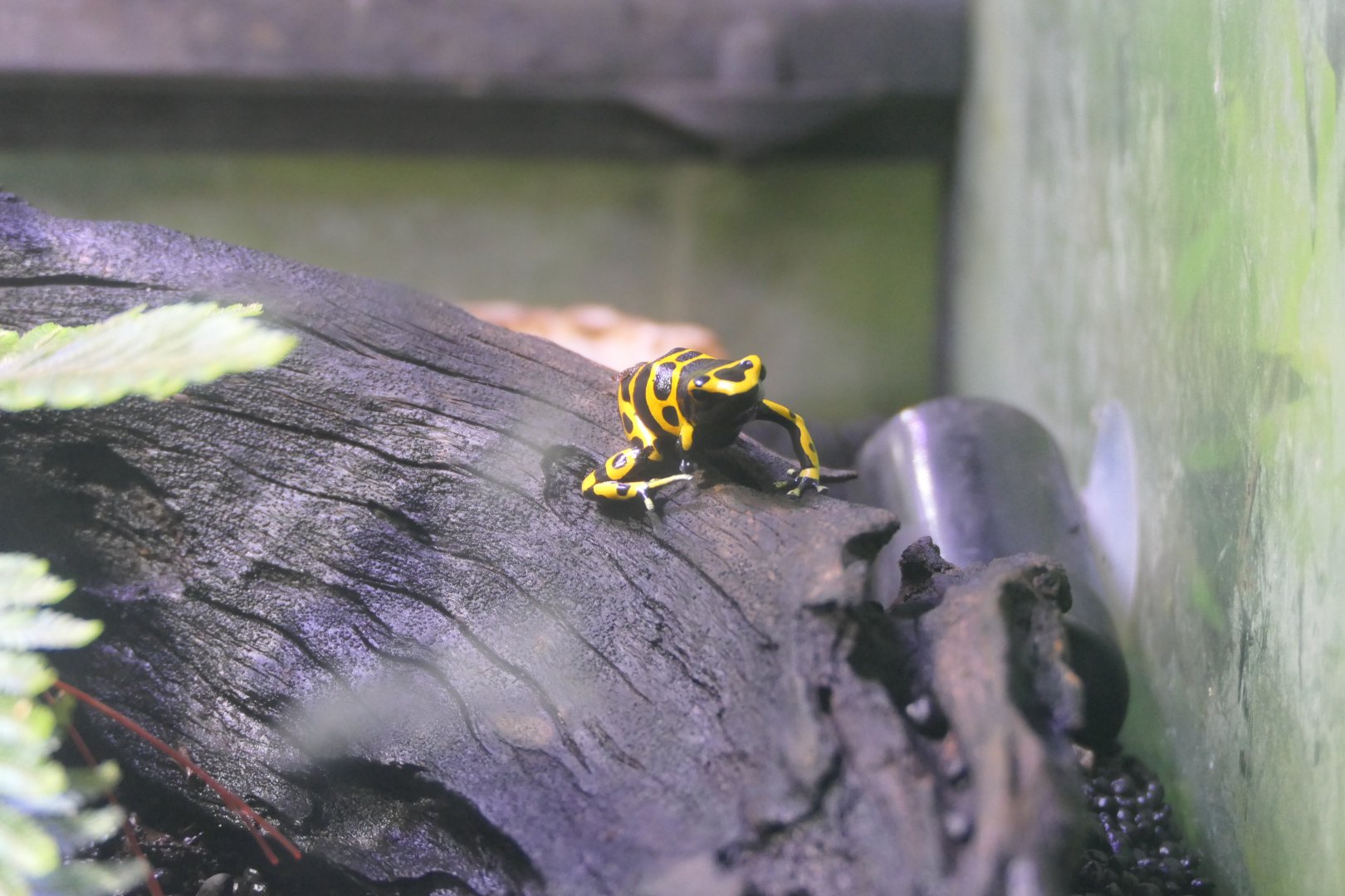 Yellow-banded Poison Dart Frog (Dendrobates leucomelas) - Uozu Aquarium