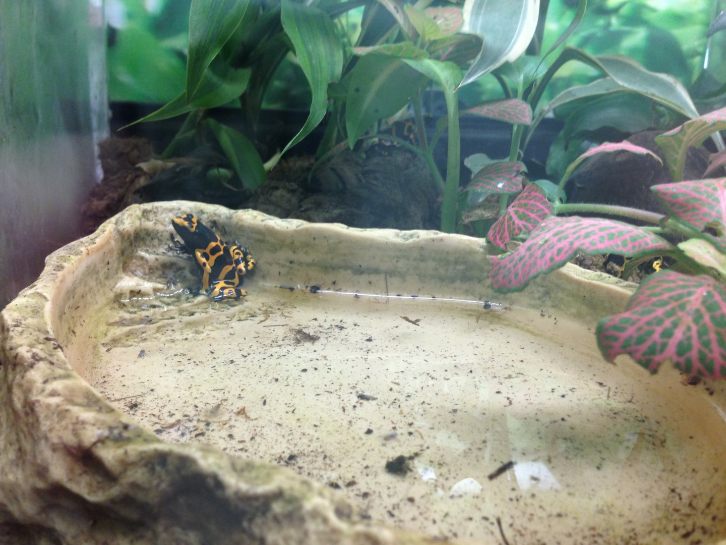 Yellow-Banded Poison Dart Frog - (Dendrobates leucomelas)