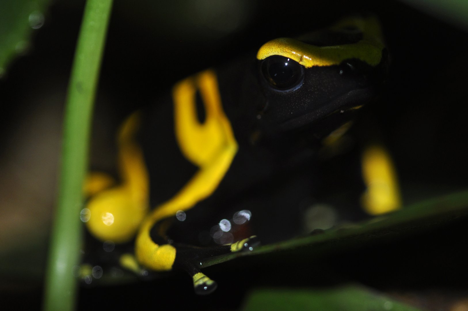 Yellow-banded poison dart frog (Dendrobates leucomelas)