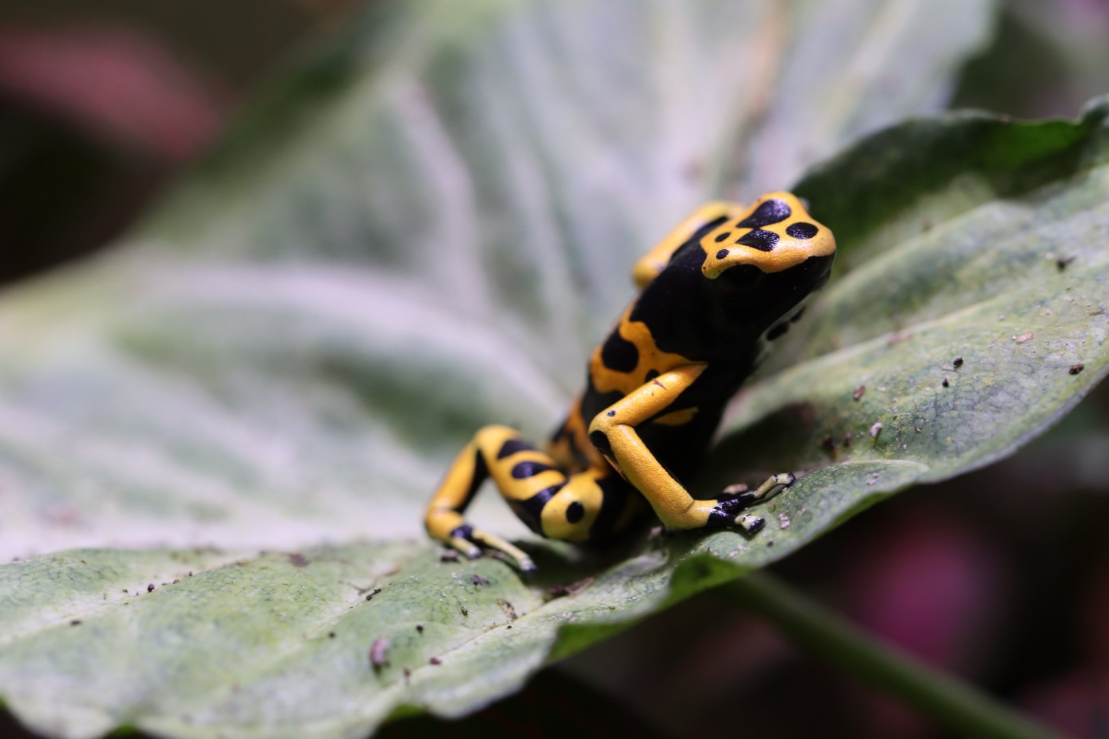 Yellow-banded poison dart frog (Dendrobates leucomelas)