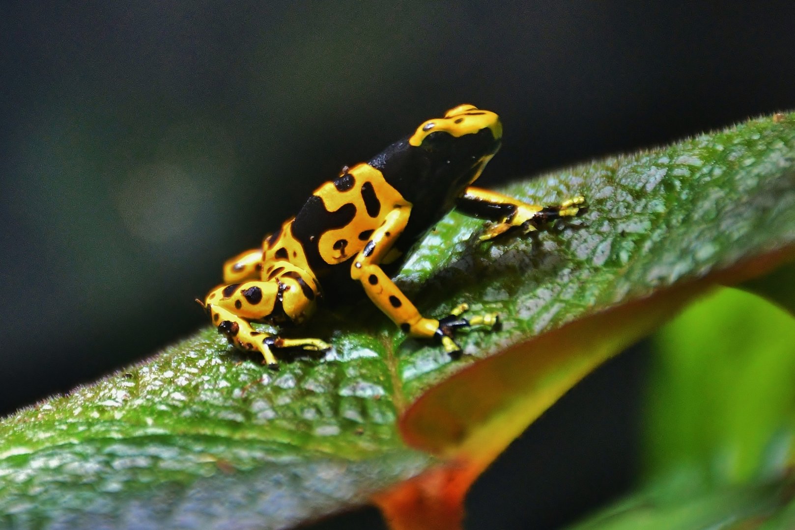 Yellow-banded Poison Dart Frog (Dendrobates leucomelas)
