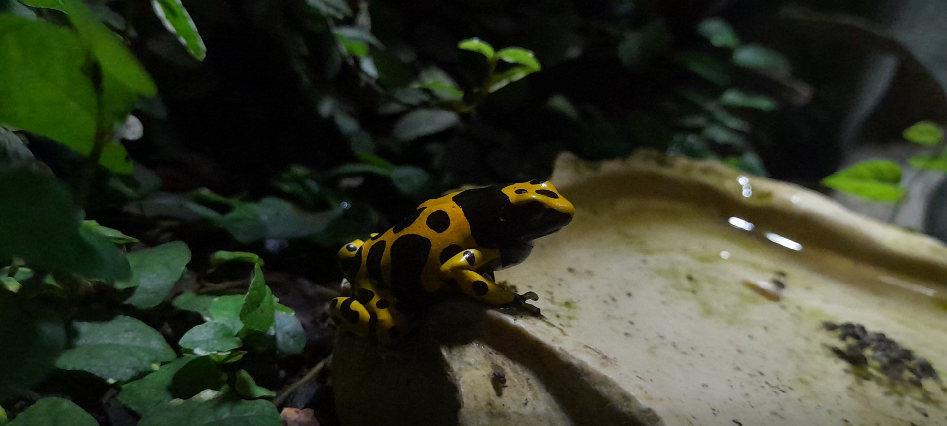 Yellow-banded poison dart frog (Dendrobates leucomelas