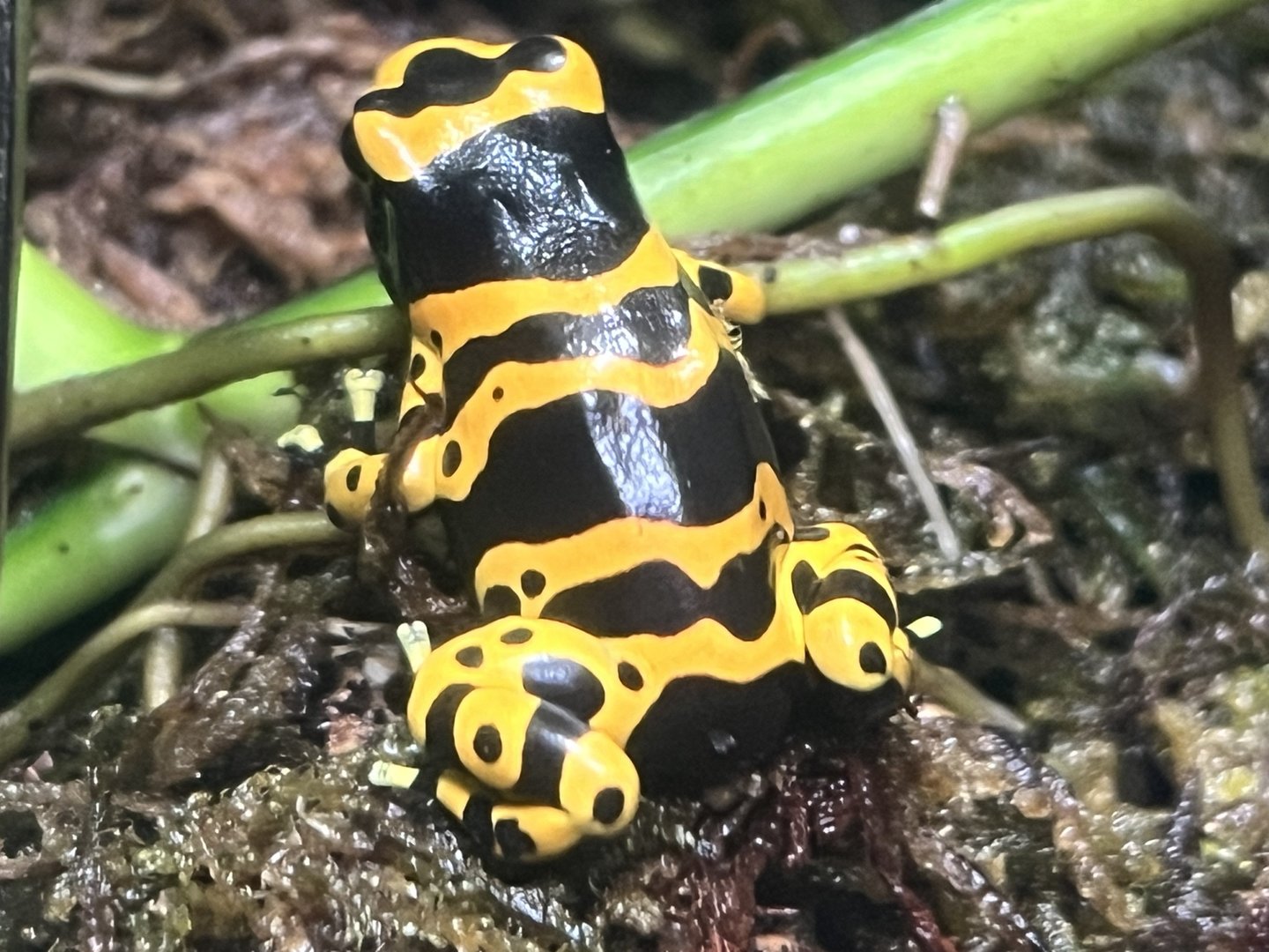 Yellow-Banded Poison Dart Frog (Dendrobates leucomelas)
