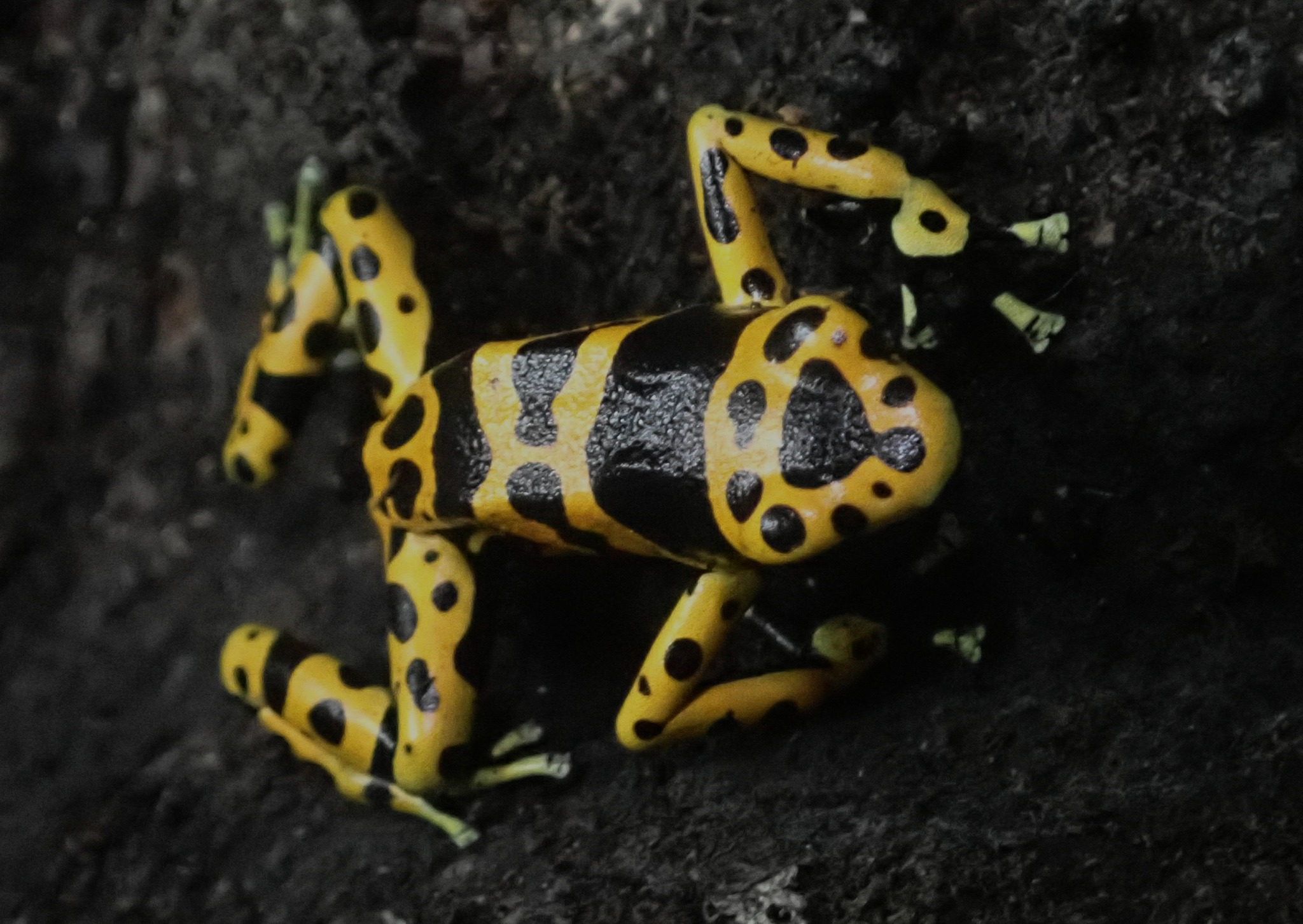 Yellow-banded Poison Dart Frog - Dendrobates leucomelas