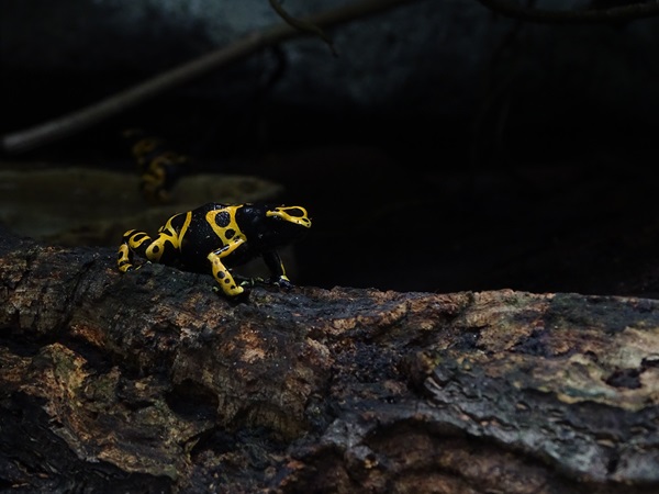 Yellow-banded poison dart frog (Dendrobates leucomelas)