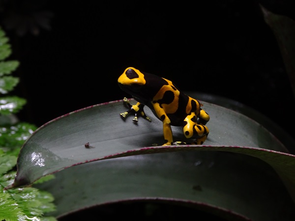Yellow-banded poison dart frog (Dendrobates leucomelas)