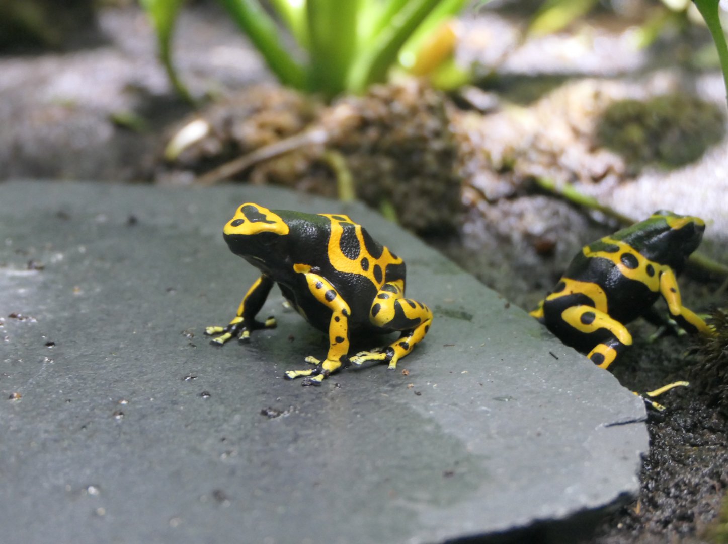 Yellow-banded Poison Dart Frog (Dendrobates leucomelas)