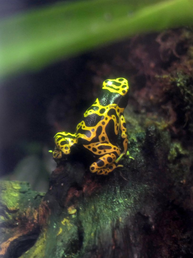 Yellow-banded poison dart frog (Dendrobates leucomelas)