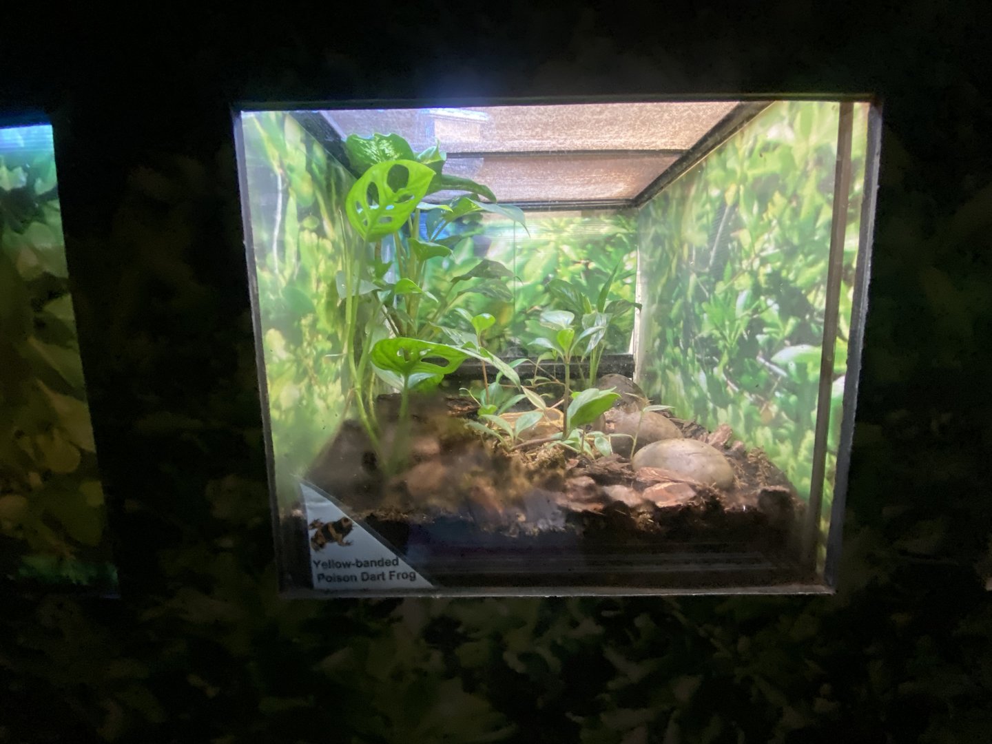 Yellow-banded poison dart frog exhibit 140923