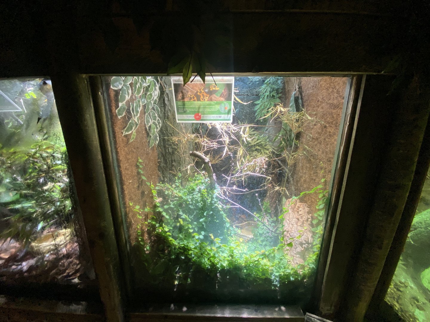 Yellow-banded poison dart frog exhibit 150523