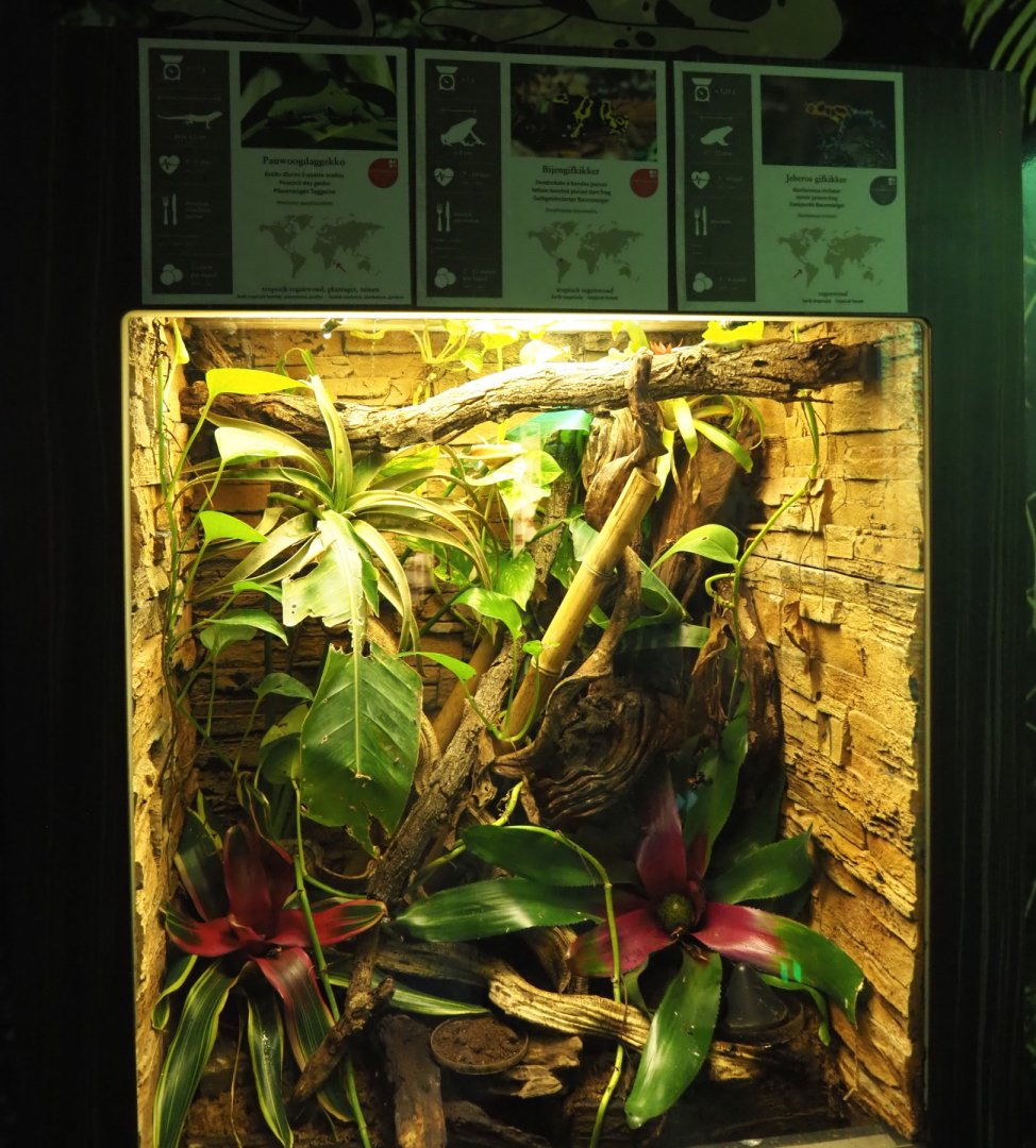 Yellow-banded poison dart frog, Jeberos mimic poison dart frog and Peacock day gecko terrarium, 2021-07-17