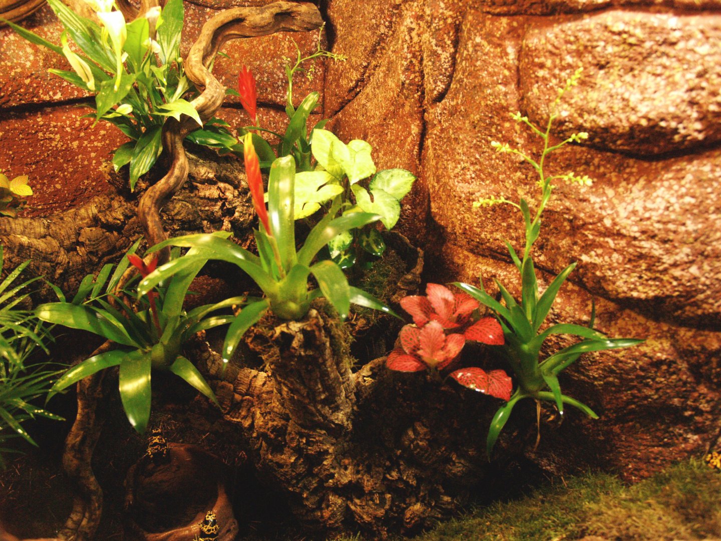 Yellow-banded poison dart frog terrarium, 2009-04-14