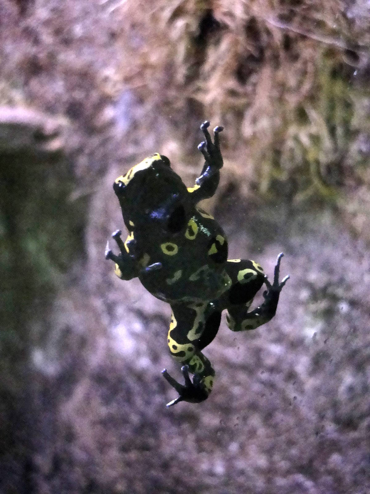Yellow-banded Poison Dart Frog