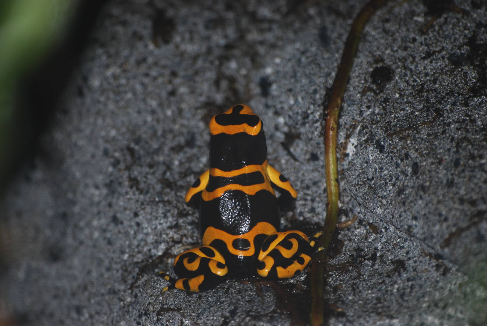 Yellow-banded poison-dart frog