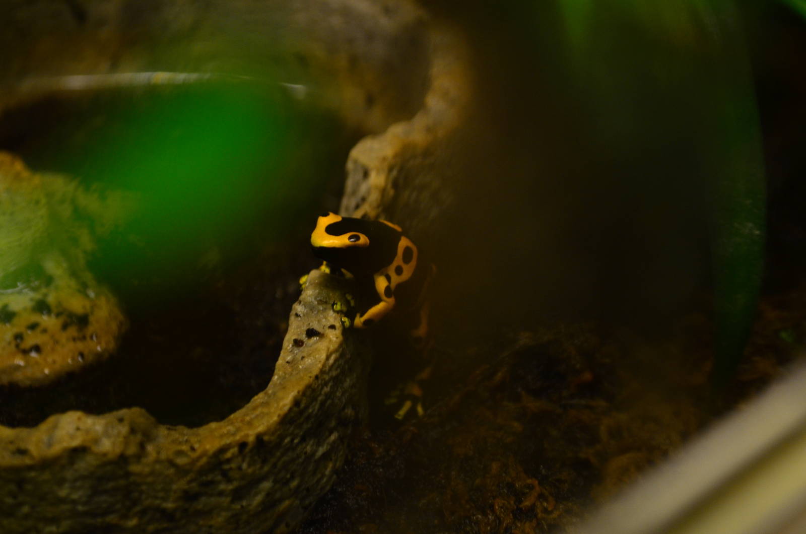 Yellow-banded Poison Dart Frog