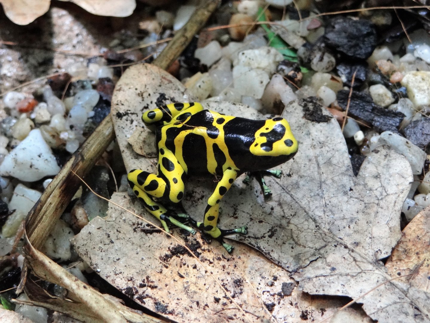 Yellow-banded Poison Dart Frog