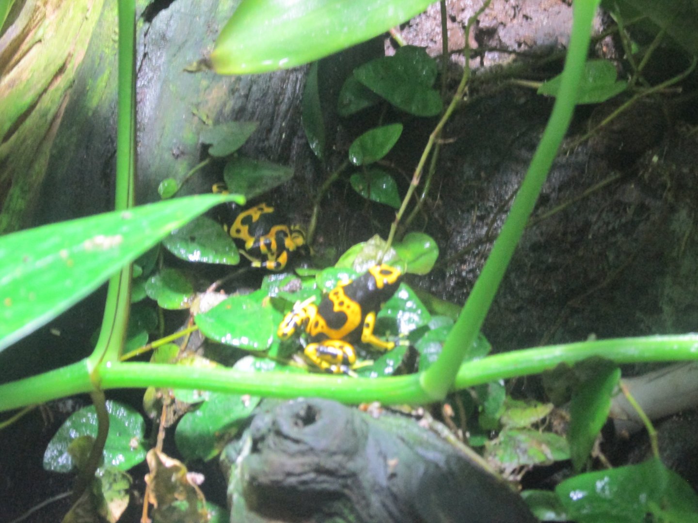 yellow banded poison dart frog