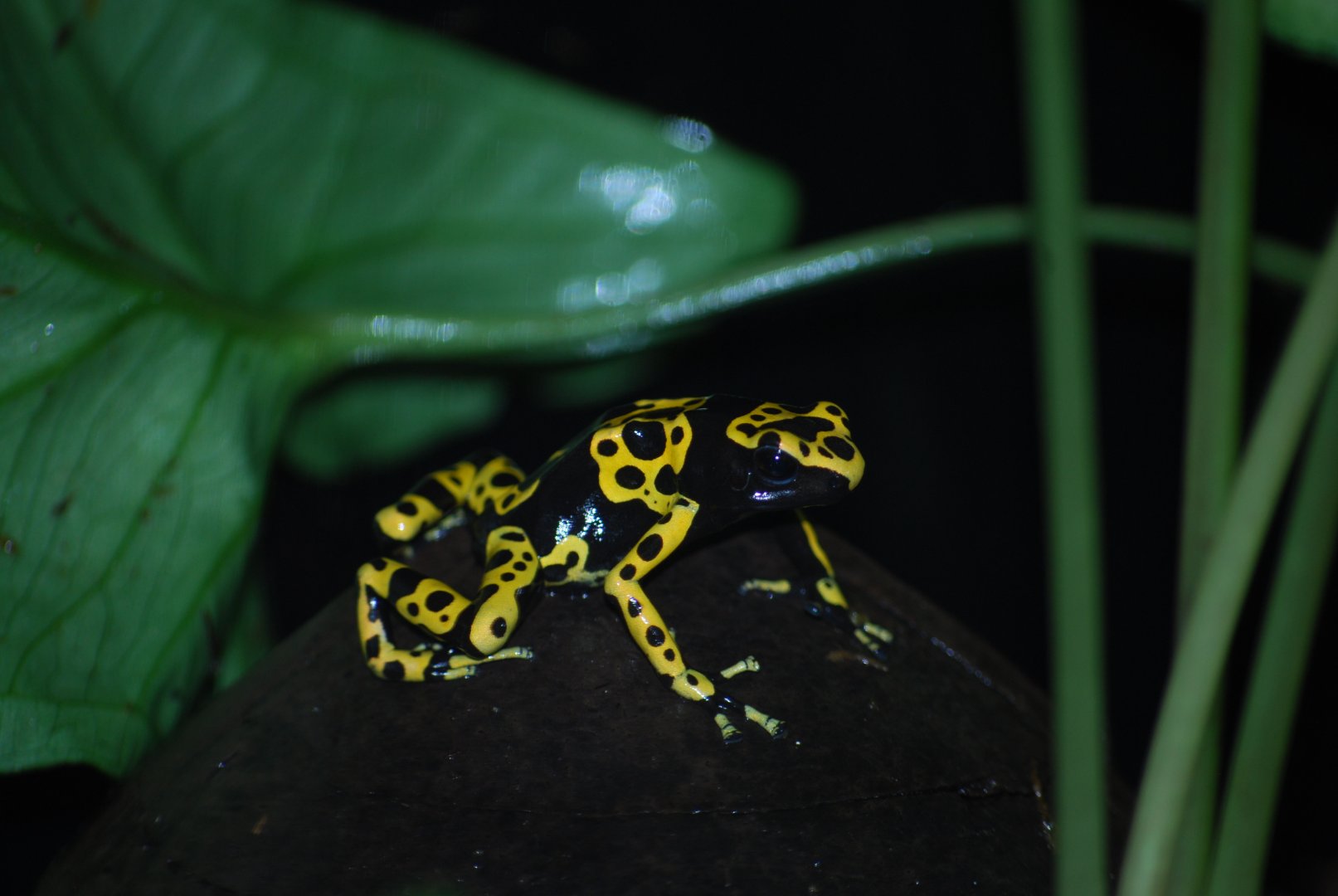 Yellow Banded Poison Dart Frog