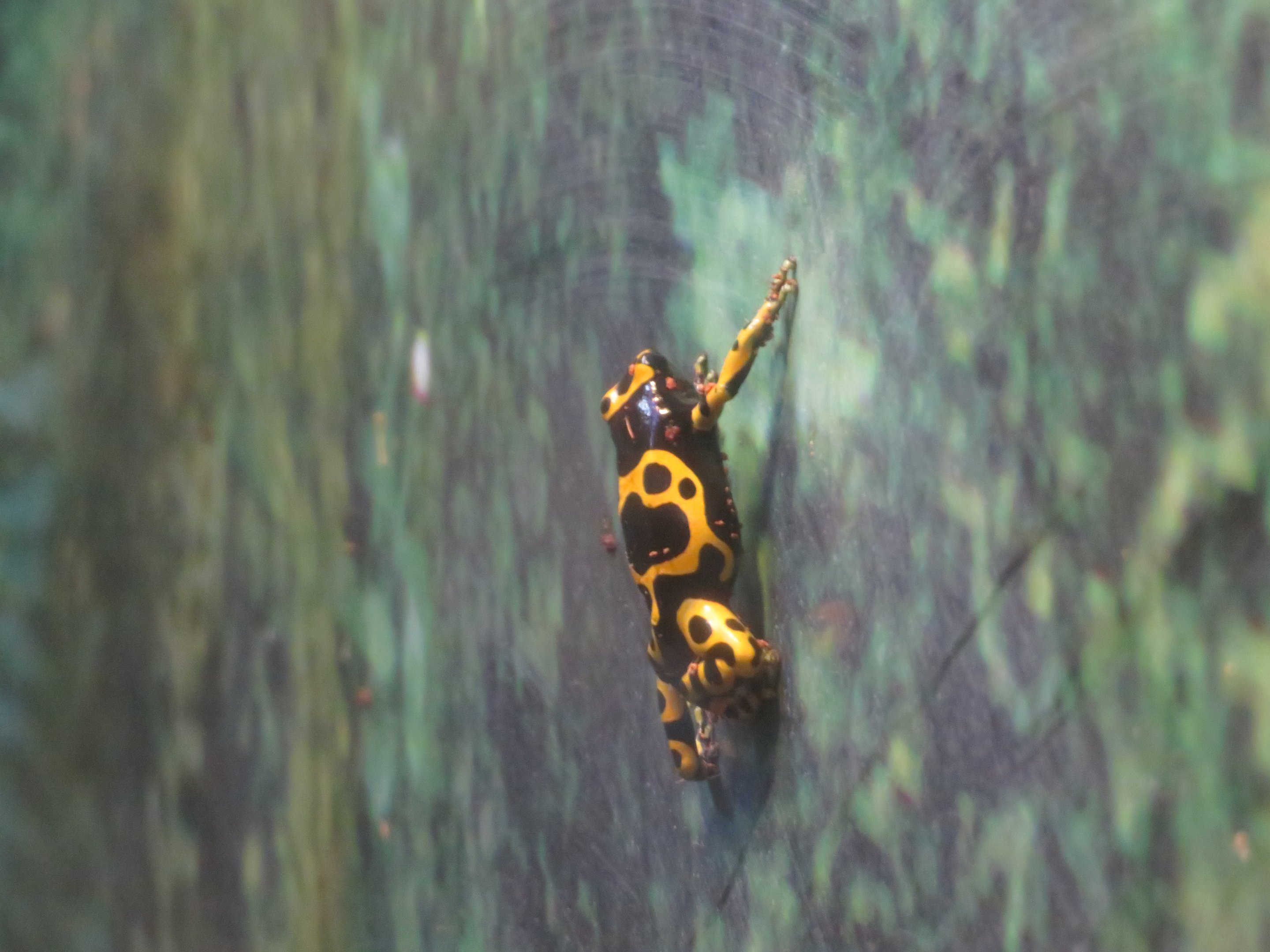 Yellow-banded Poison Dart Frog