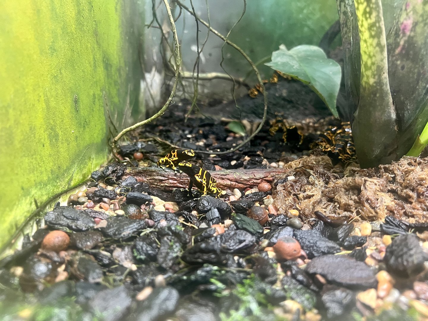 Yellow Banded Poison Dart Frog