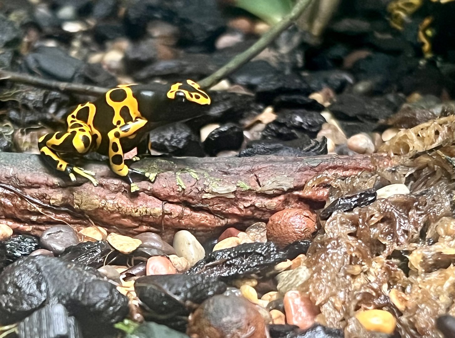 Yellow-banded Poison Dart Frog