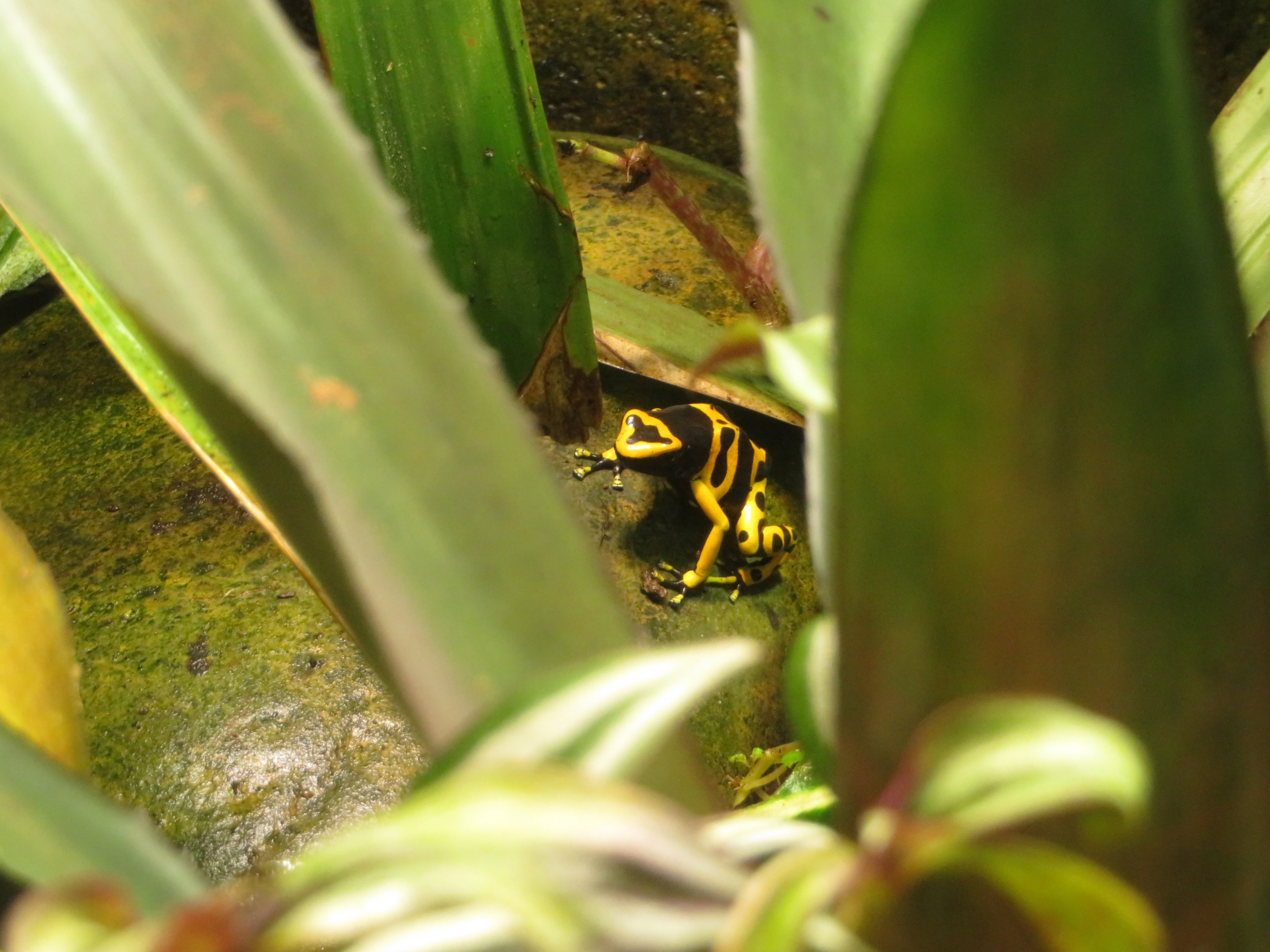 Yellow-banded Poison Dart Frog
