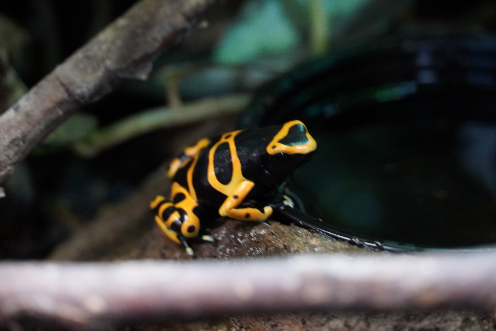 Yellow Banded Poison Dart Frog