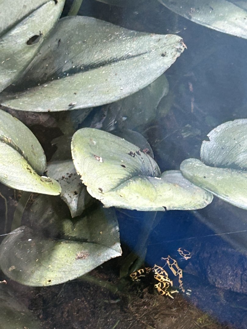 Yellow-banded poison dart frog