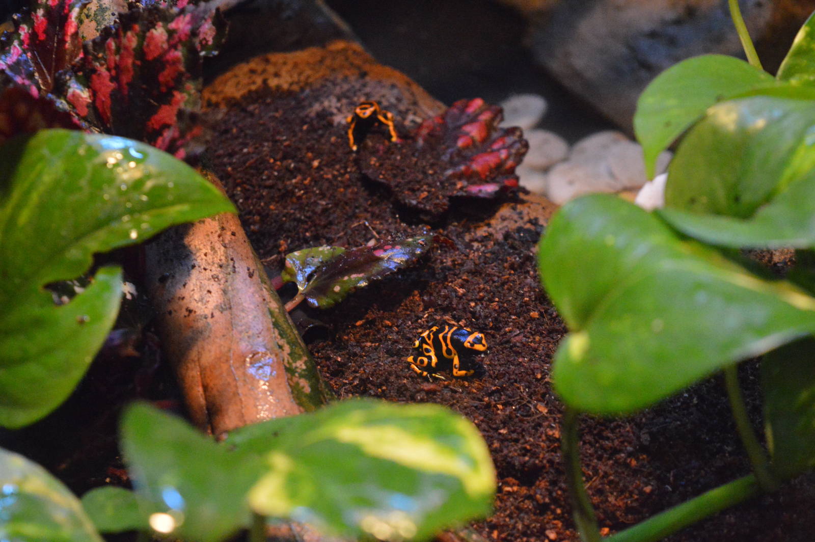 Yellow-banded poison dart frogs