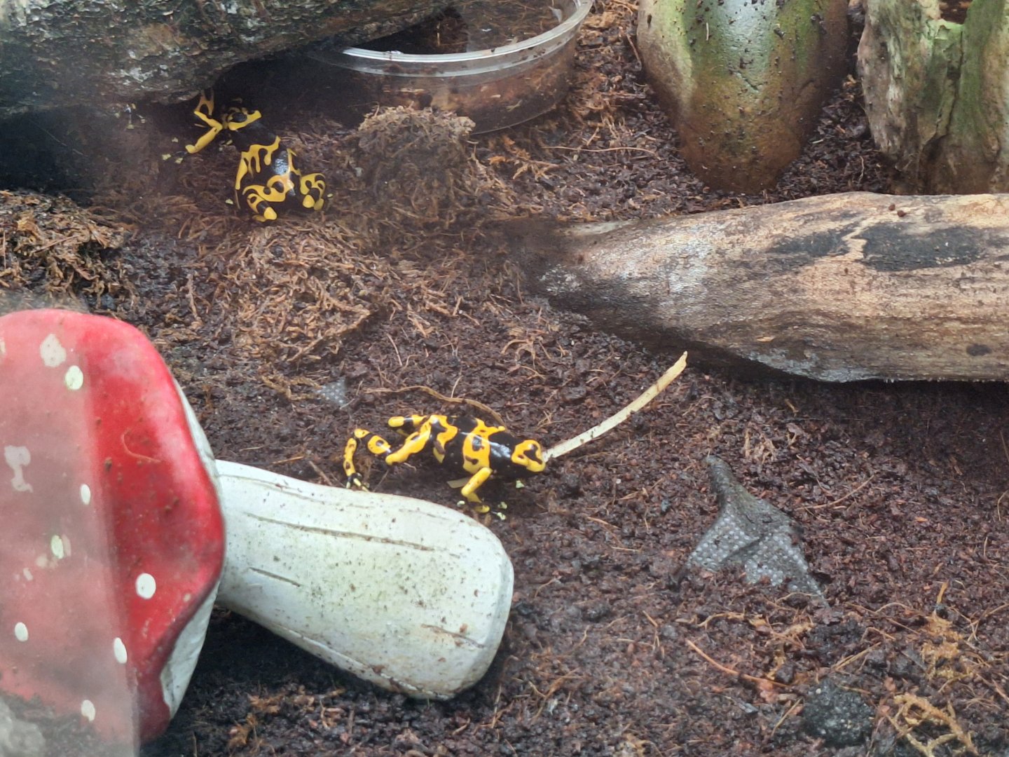 Yellow-banded Poison Dart Frogs