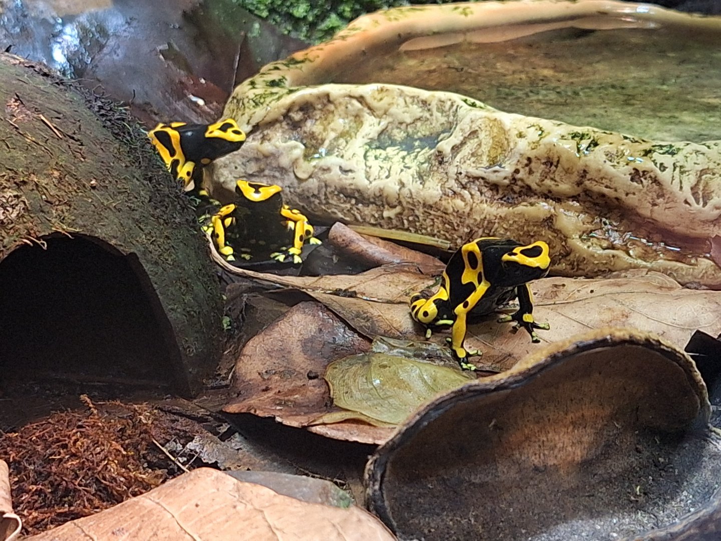 Yellow-banded Poison Dart Frogs