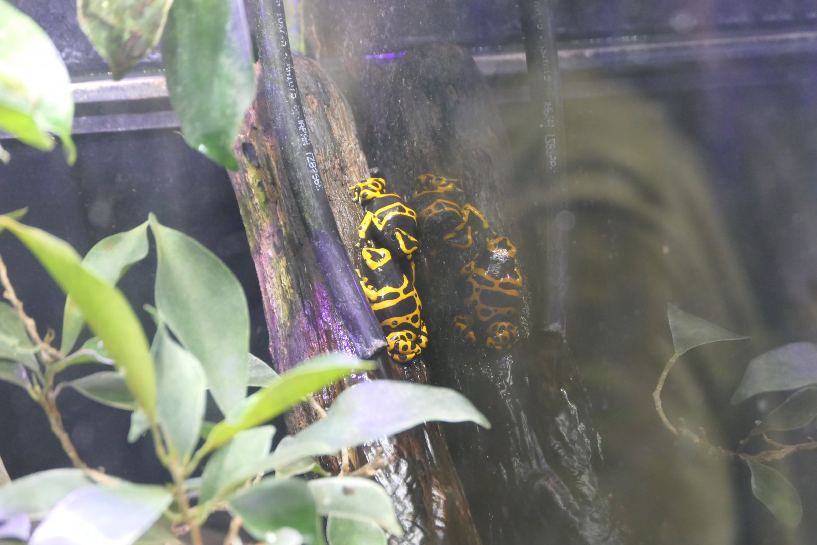 Yellow-banded Poison Frog (Dendrobates leucomelas)