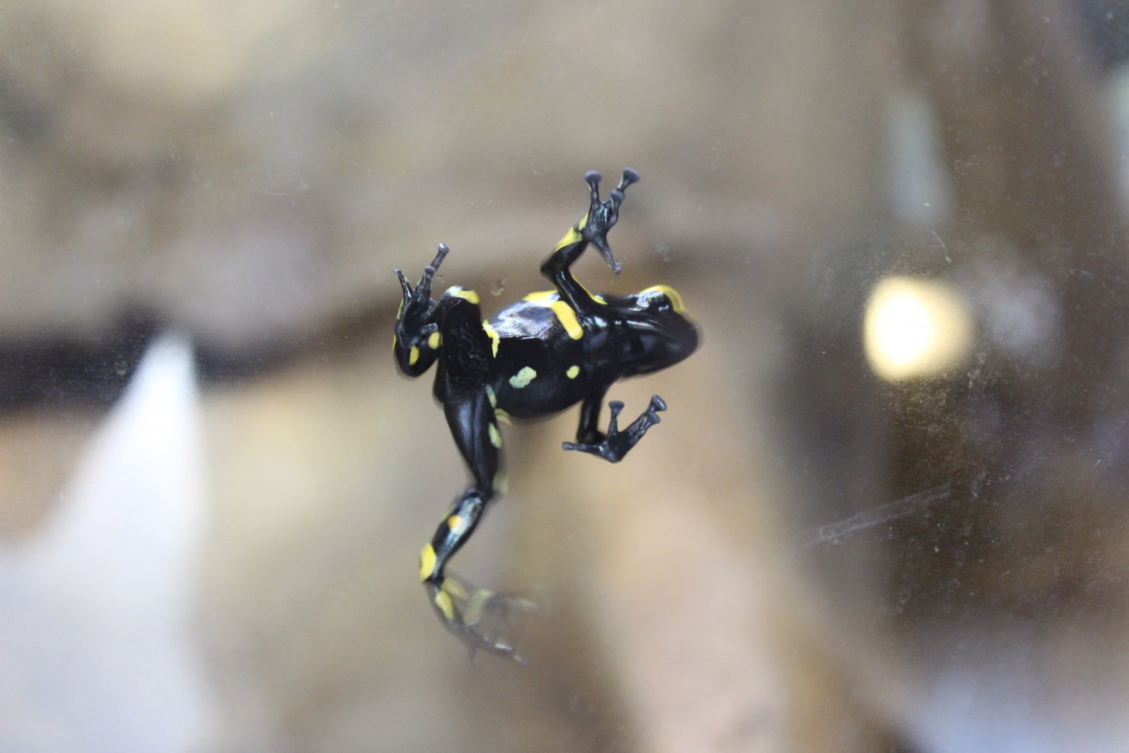 Yellow-banded poison frog