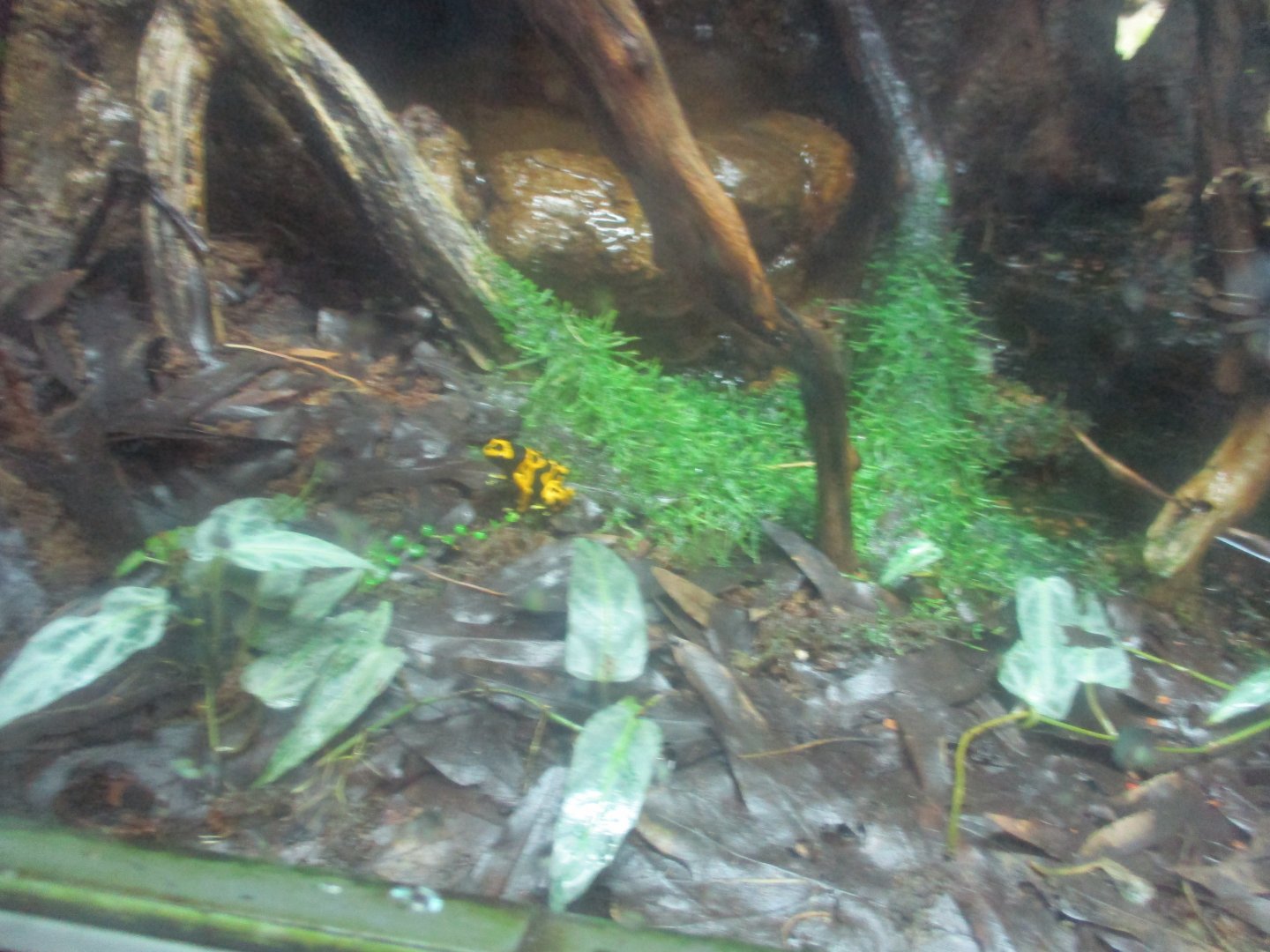 Yellow-banded poison frog