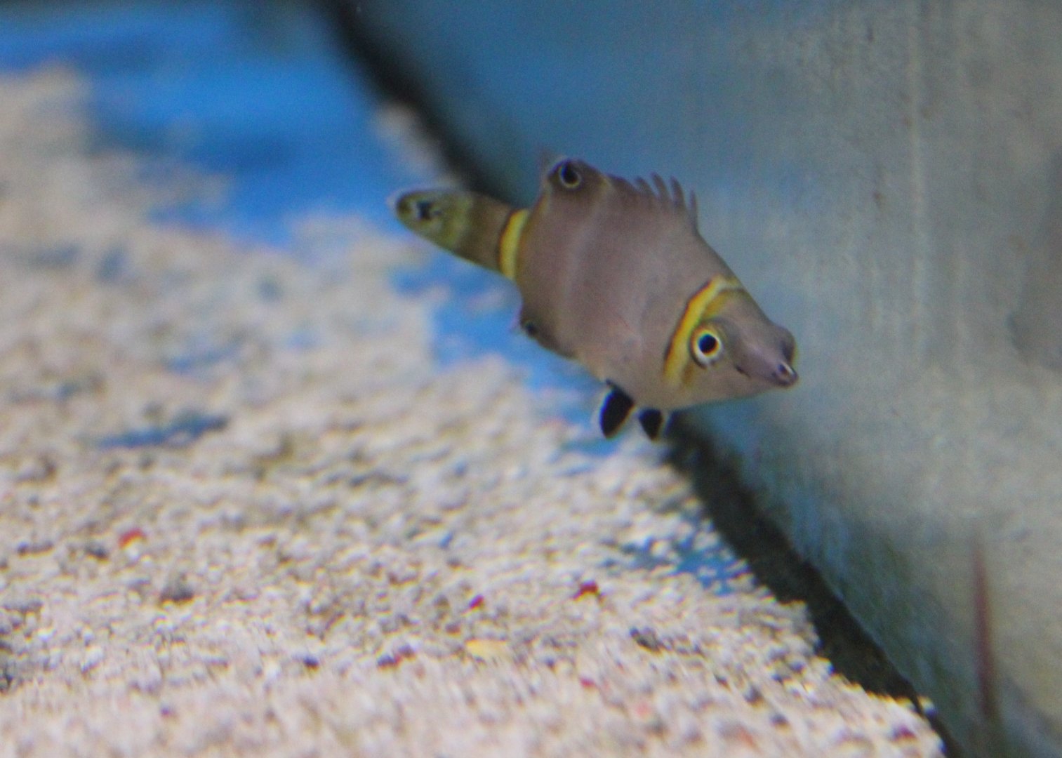 Yellow-banded possum wrasse - Wetmorella nigropinnata